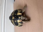 Hermanns : Young male approx 3 1/2 years old (Terry)